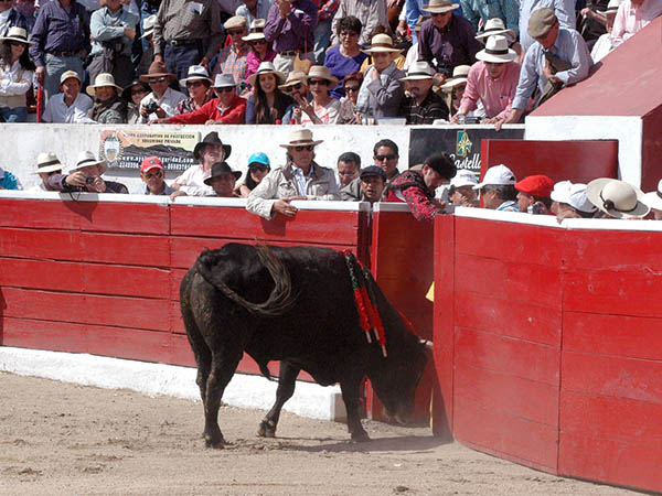 Al campo a dejar su descendencia