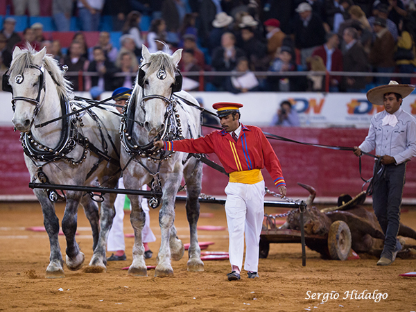 Farolero, toro de bandera