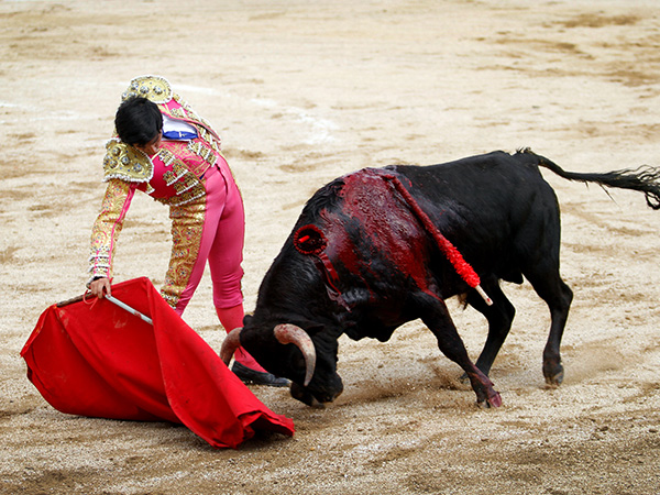 Novillo bravo, obediente al toque