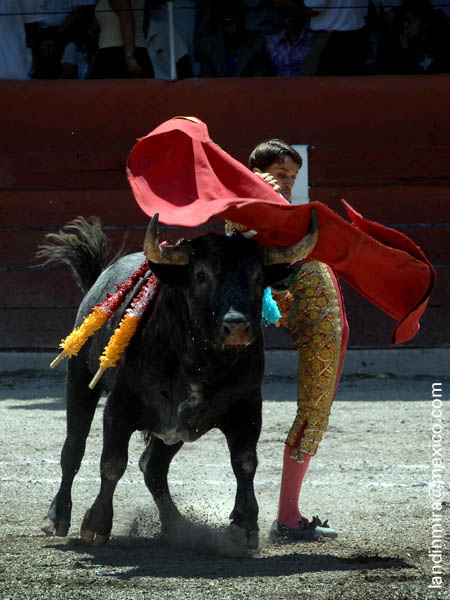 Emoci�n en el albero