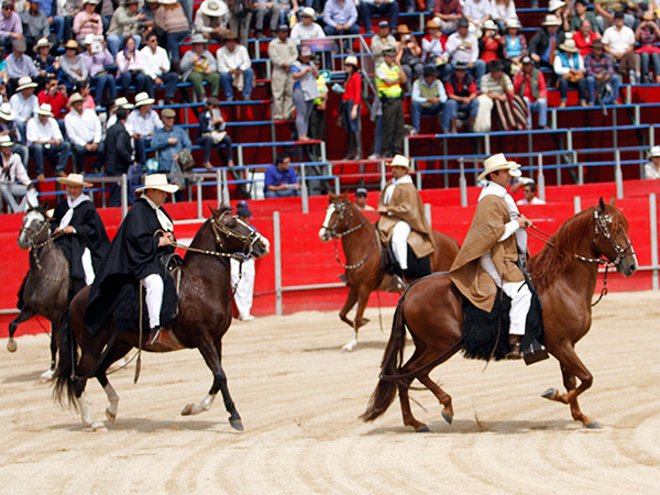 Caballos peruanos, de paso