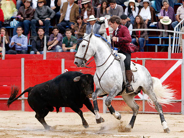 Lusitano que galopa de costado