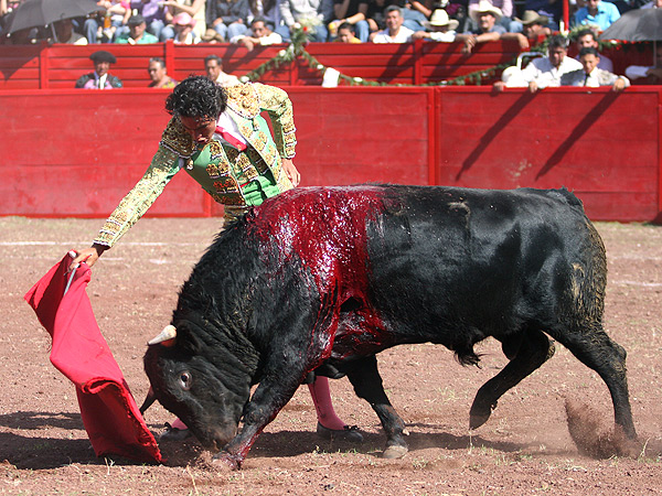 Oblig�ndolo a seguir la muleta