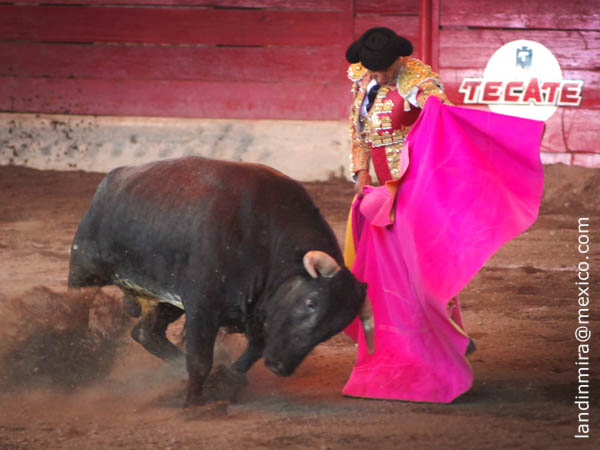 Sp�nola a la ver�nica