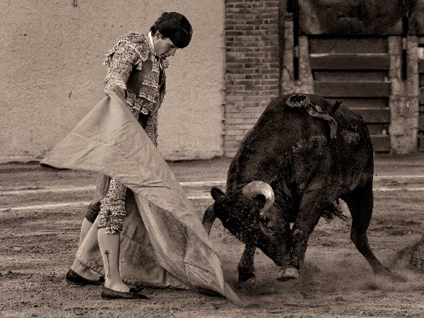 Recibiendo a su burel