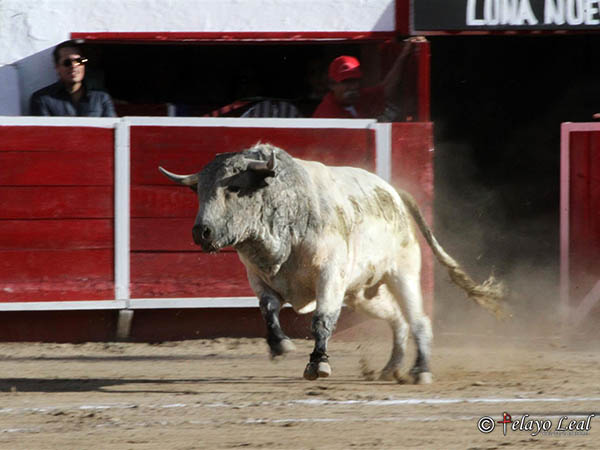 Berrendo en c�rdeno