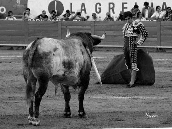 Berrendo en c�rdeno, de mucha plaza