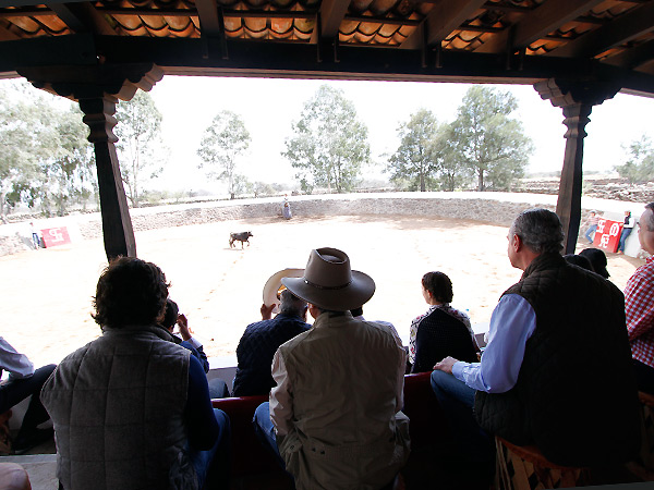 En la tienta de machos