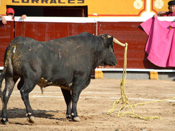 Renuente a su regreso