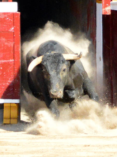 Lastimado del pit�n