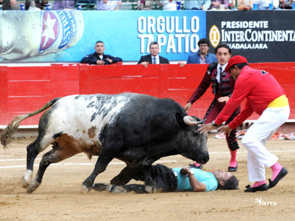 Monosabio en peligro