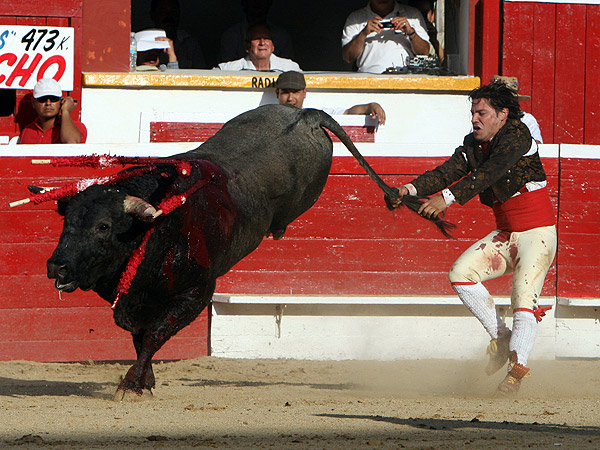 Como toro de rodeo