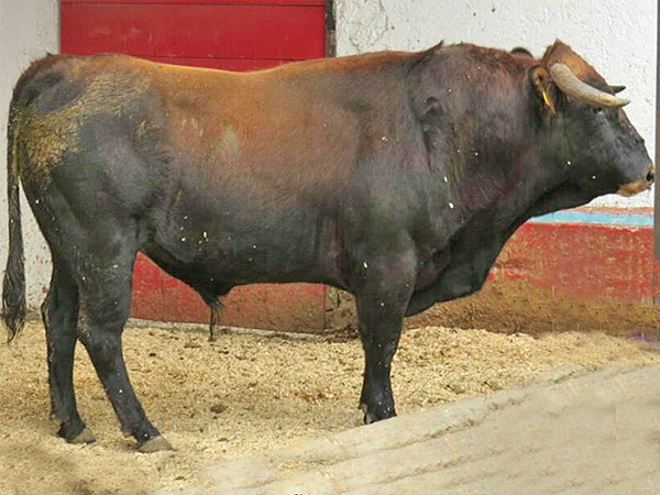 Torre�n de Ca�as