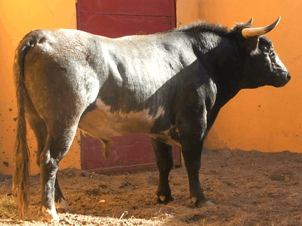 No. 202 (Torre�n) Sn. A. de Triana