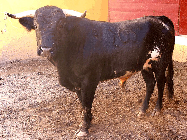 No. 203 (Torre�n) Sn. A. de Triana