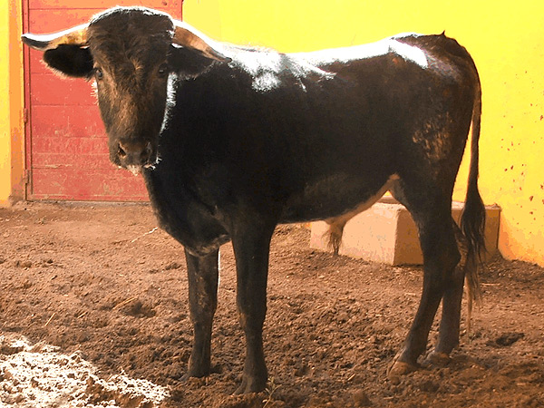 No. 103 (Torre�n) para Michelito