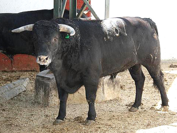 No. 181 (Arroyo) Caparica