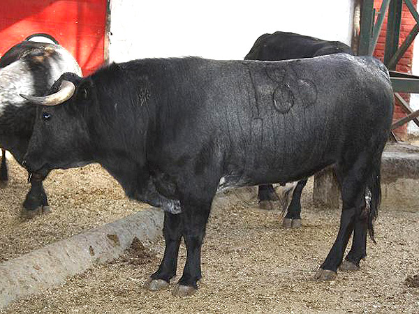 No. 185 (Arroyo) Caparica