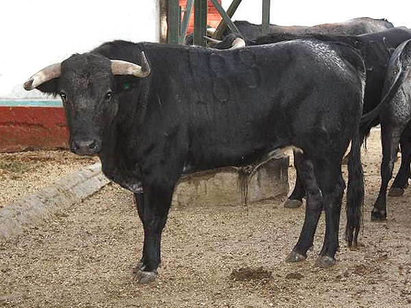 No. 189 (Arroyo) Caparica