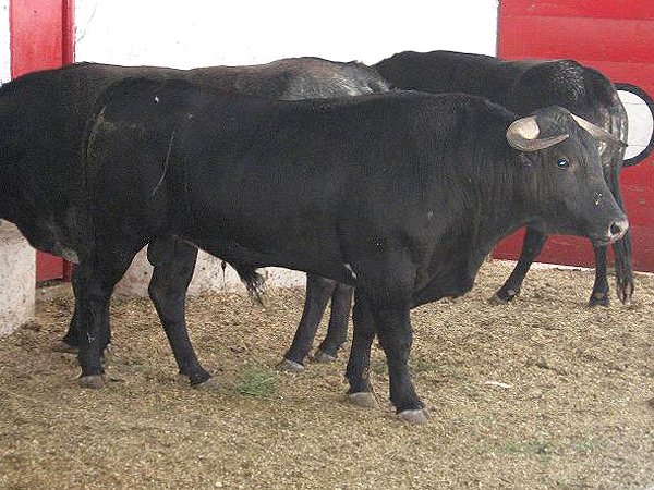 No. 206 (Arroyo) Caparica