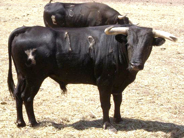 No. 18 (Tlaquepaque) La Cardenilla