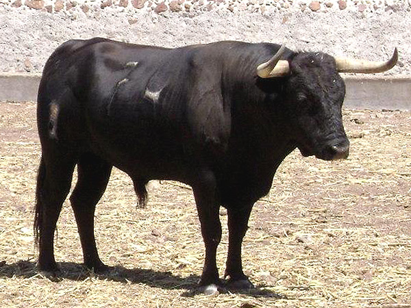 No. 74 (Tlaquepaque) La Cardenilla