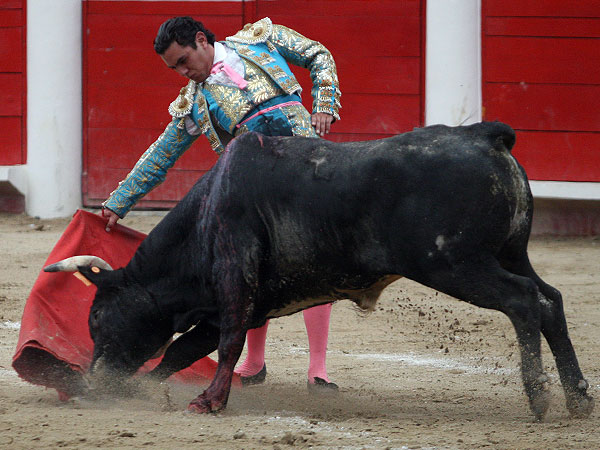 El mejor novillo