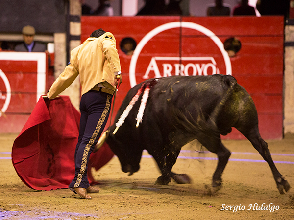 Un deleite verle torear