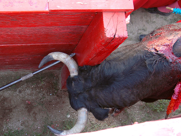 �Al toro, por los cuernos!