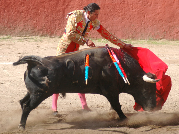 Dejando pasar al novillo