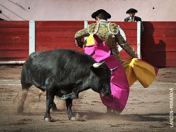 Ce�idas chicuelinas