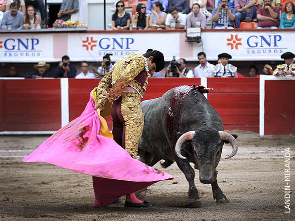 Un toro c�rdeno y brocho