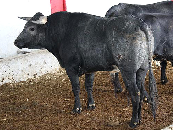 No. 417, con 424 kg.