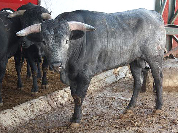 No. 412, con 418 kg.