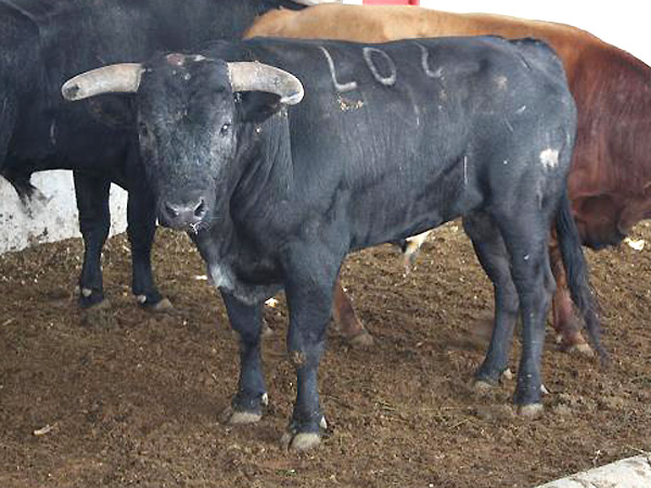 No. 402, con 422 kg.