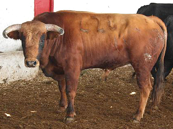 No. 426, con 412 kg.