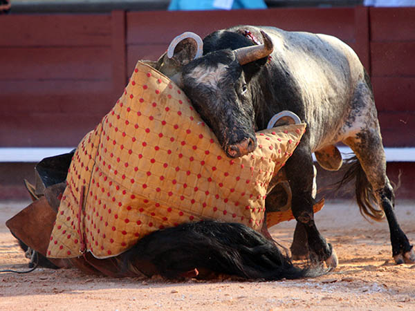 Ceb�ndose con la jaca