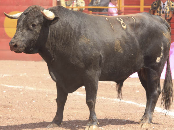 Ejemplar de Vistahermosa