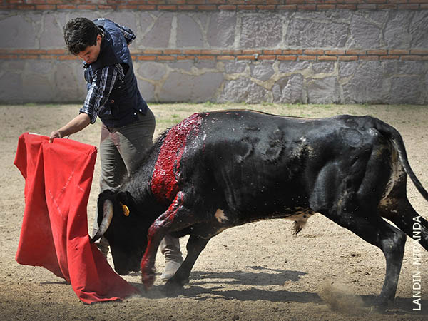 Humillado en la embestida
