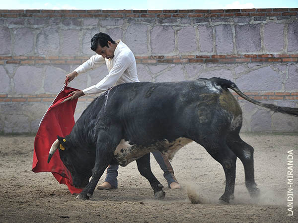 Tirando del ejemplar