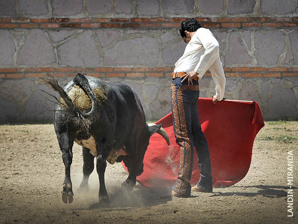 Asentado con el novillo