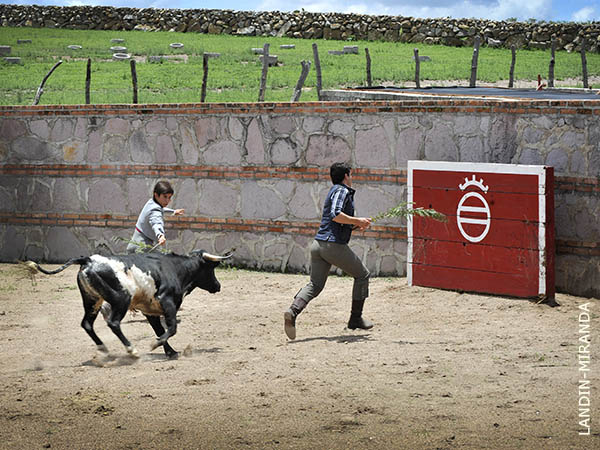 Ricaurte, Chihuahua y un cinchado