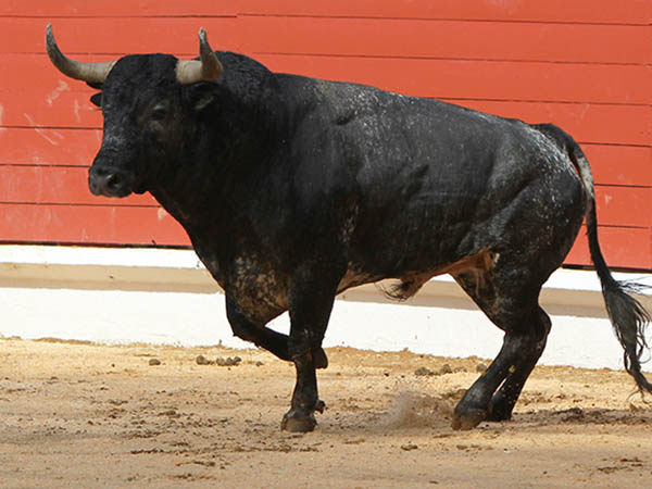 Un c�rdeno salpicado