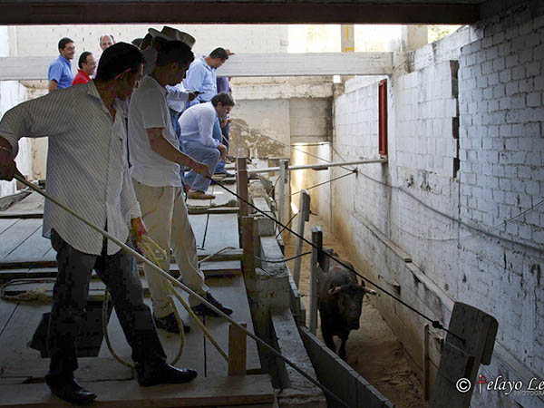 Enchiquerando el encierro