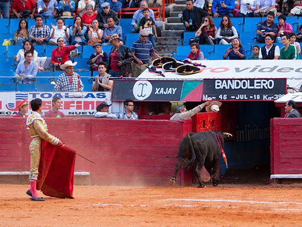 Justo premio a un gran novillo
