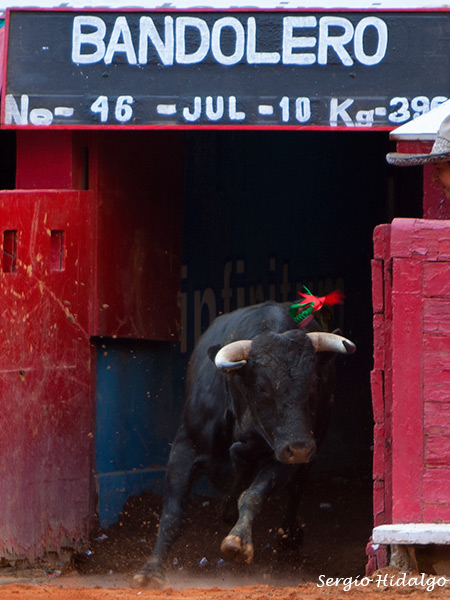 Novillo para la historia