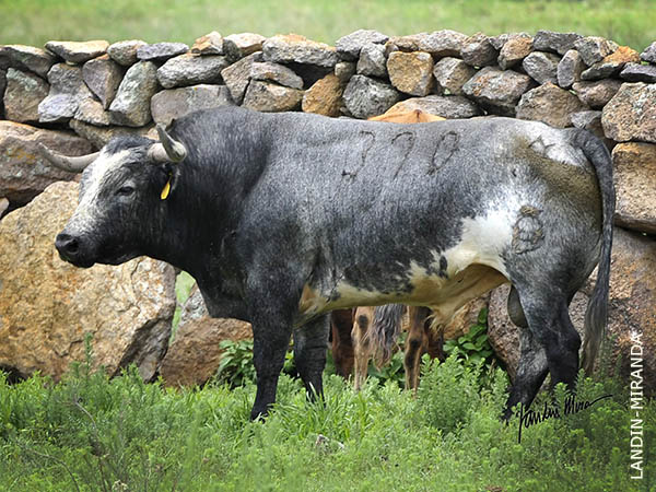 No. 390 (Medina Ibarra)