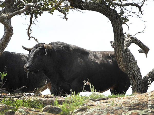 No. 293 (San Isidro)