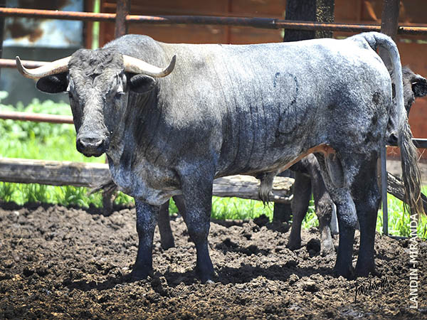 No. 2 (La Santa Cruz)