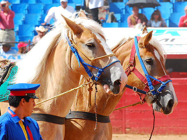 Preciosos los caballos de arrastre